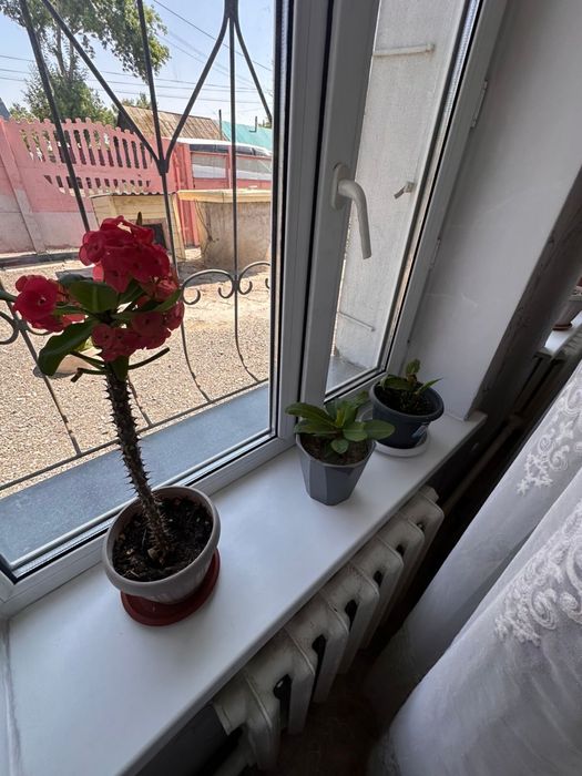 Продается домашние цветы