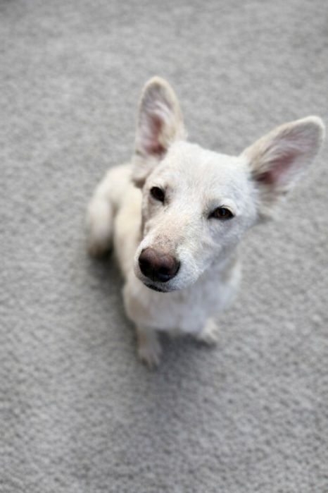 Отличная собака с устойчивой психикой