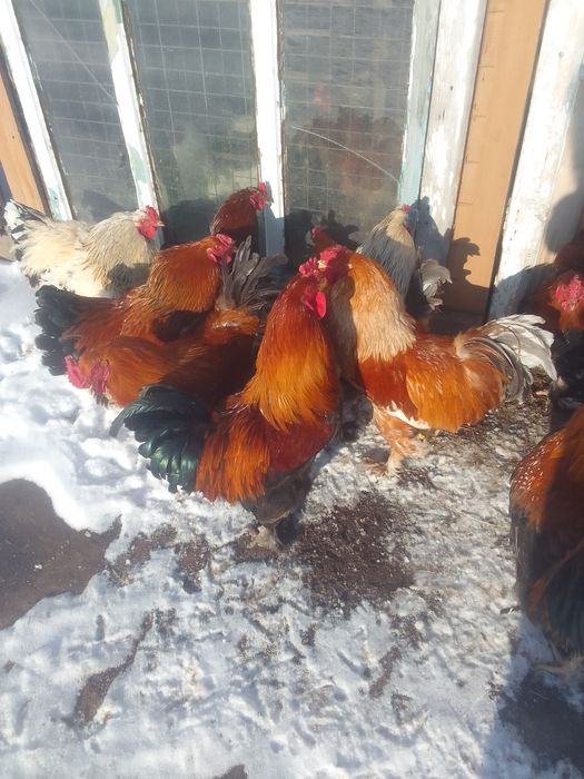 Продам петухов БРАМА 4000т