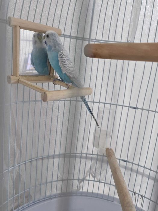 Попугайчик волнистый