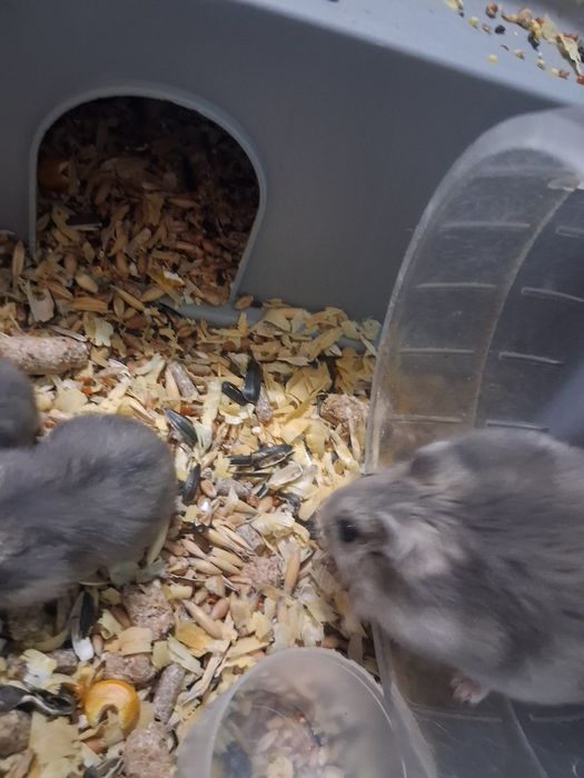 Отдам хомячков даром