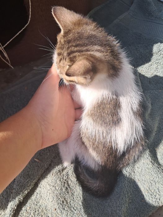 Patru pisicuțe care își caută o casă