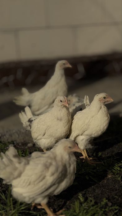 Куры молодки королл