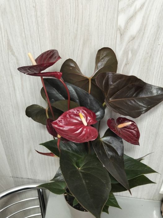 Продам сортовые  антуриум (мужское счастье)