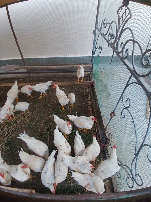 5 oylik jujalar sotiladi