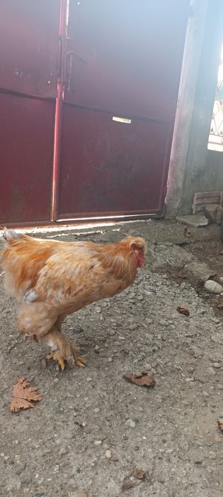 Vând Cocoş Cochinchina