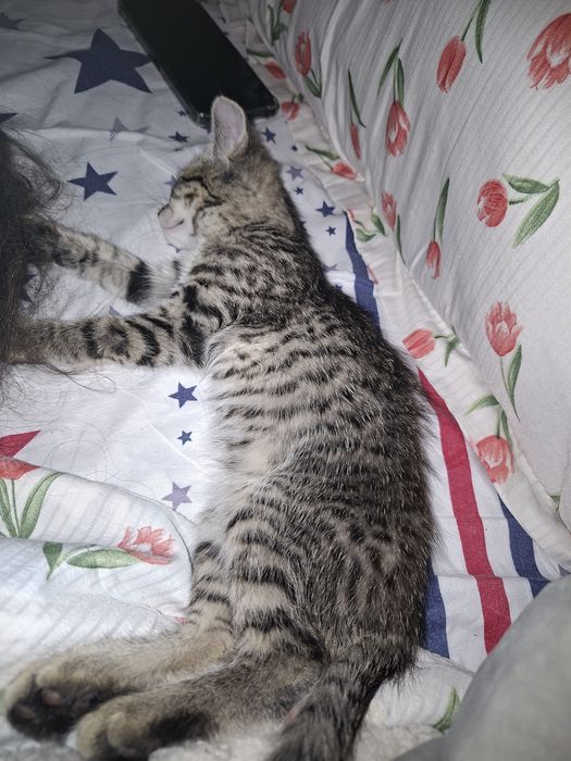 Ласковый игривый котенок