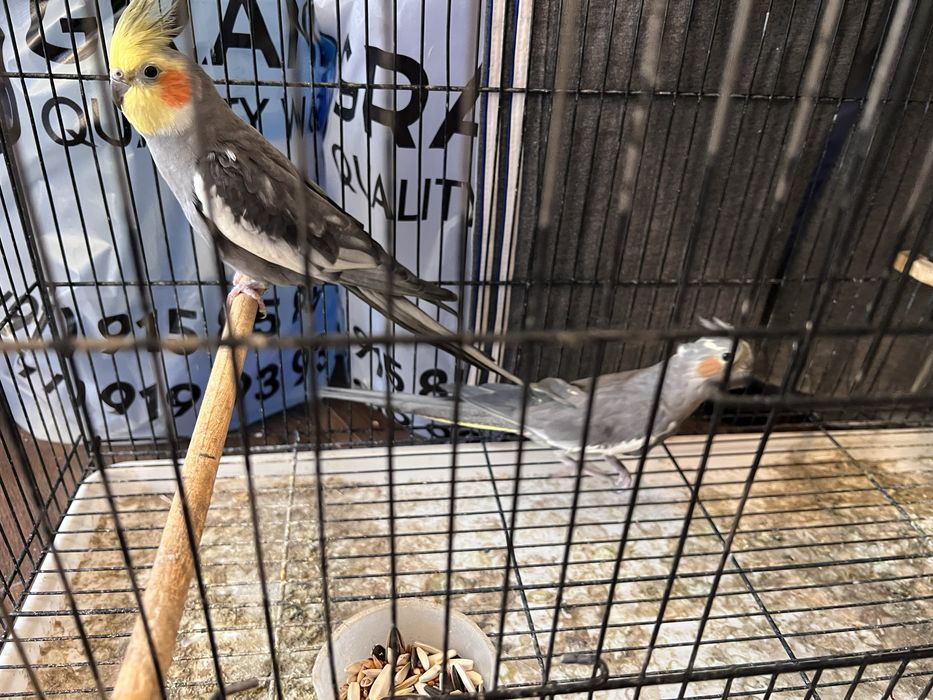 Продается самец кореллы (вместе с клеткой)