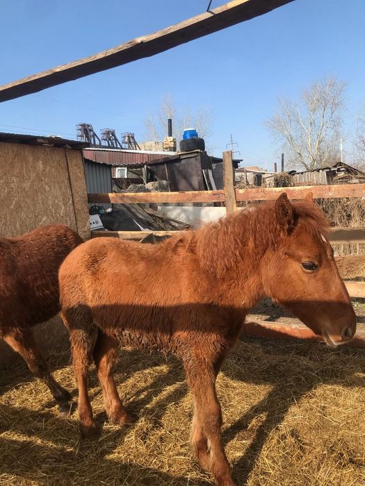 ПРОДАМ двух тайчиков