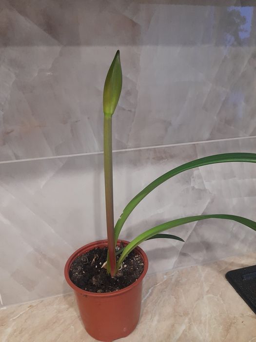 Продам,, Гиппеаструм" на цвету!