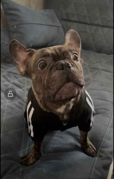 Французкие бульдожки