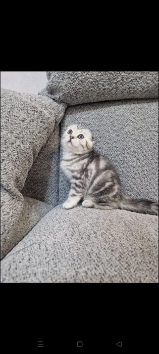Вязка. Котик ждёт невесту.