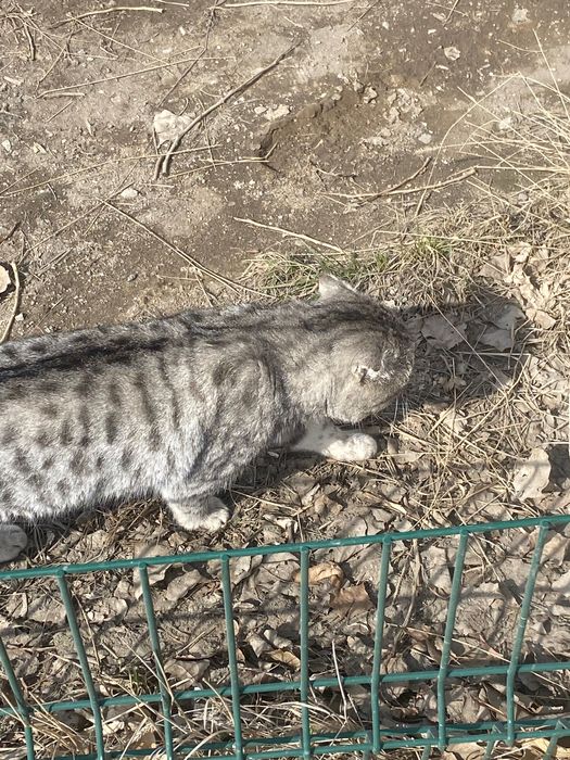 Кошка шотландский