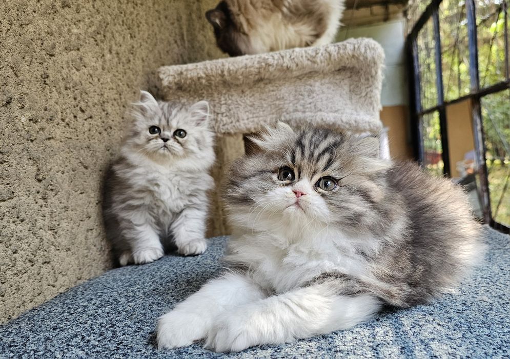 Персийски котенца