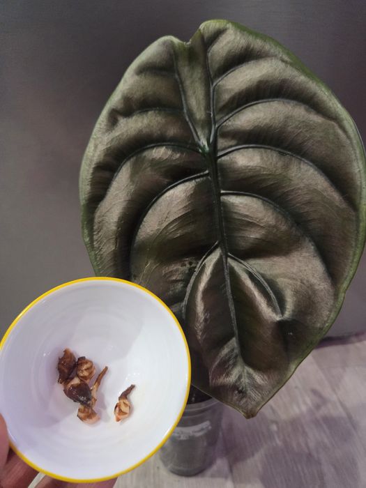 Продам не дорого