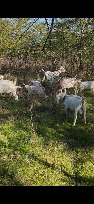 De vânzare țap original saanen  vârstă 9 luni