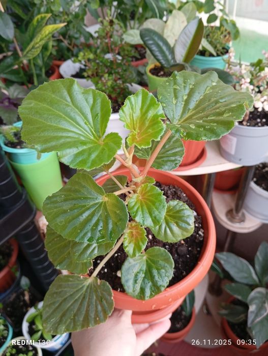 Продам цветы комнатные