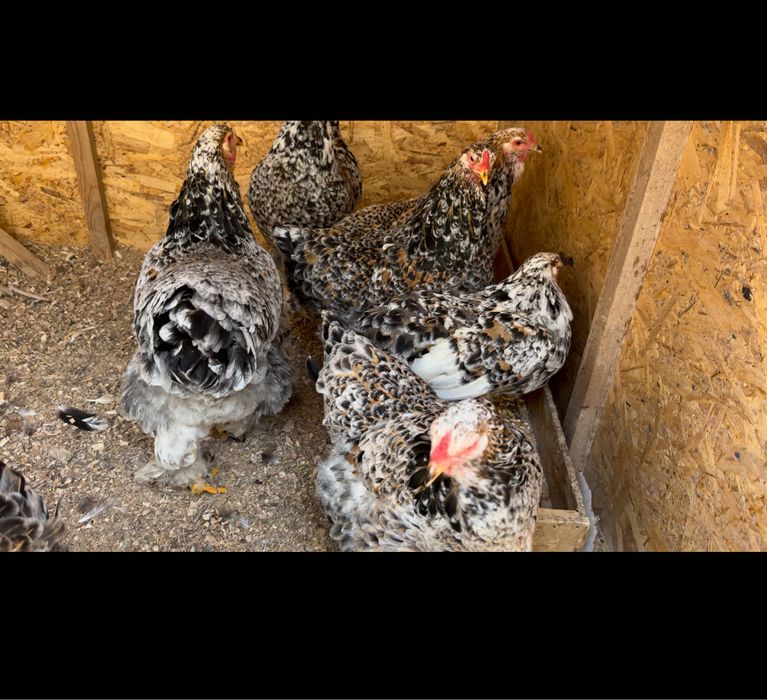 Брама парцелян куры