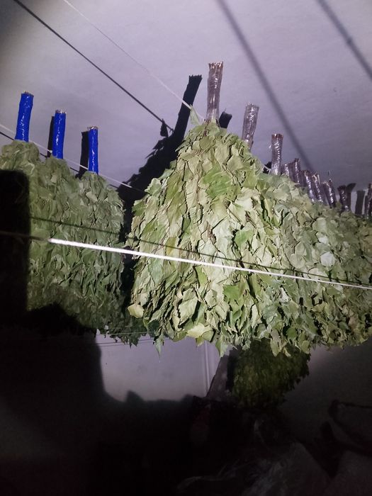 Продам берёзовые веники