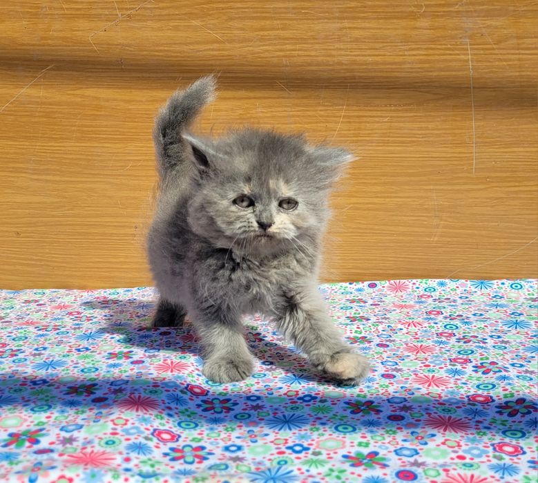 Scottish straight și scottish fold  feite