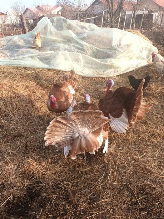 Schimb curcani  cu curcă