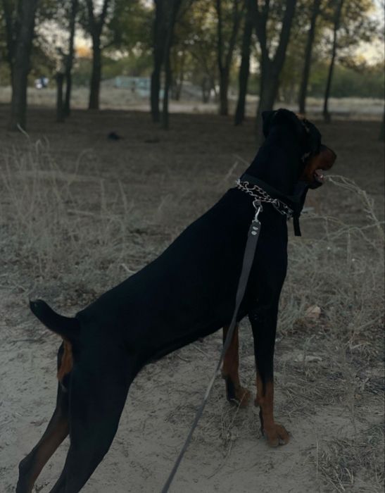 Доберман девочка