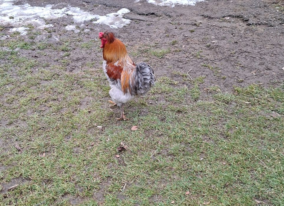 Vând cocosi diverse rase si culori