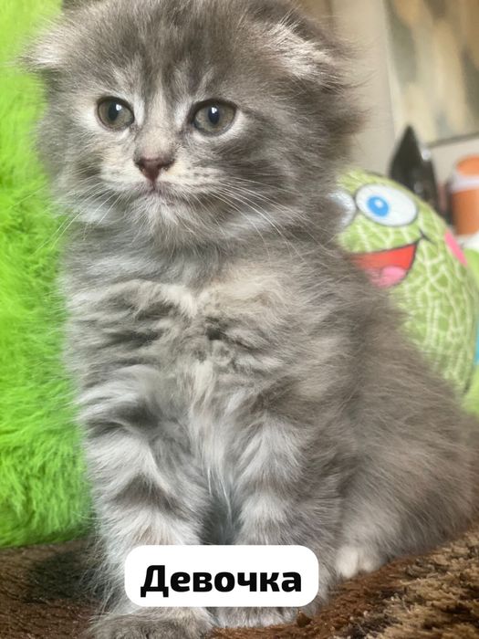 Продаються котята!!!