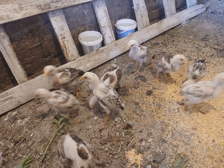 Dakan Jojala sifatli yaxwi narsala