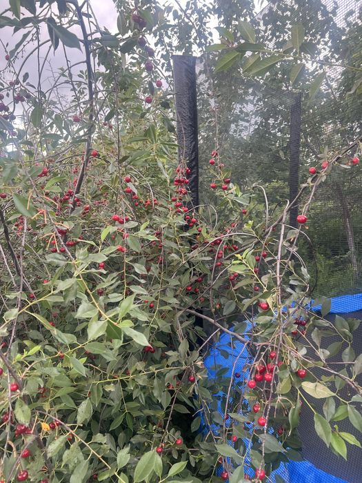 Продам вишню домашнюю