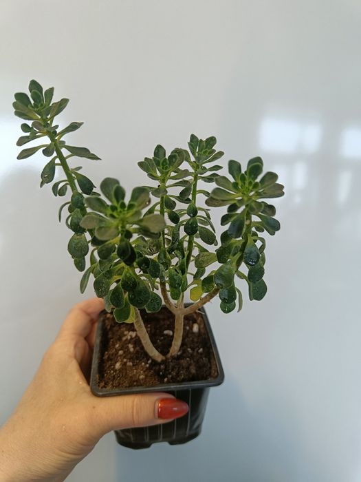 Продам цветок аихризон