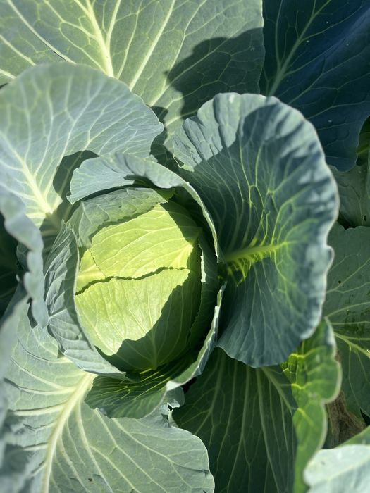 Vand varza din soiul Beverly hills