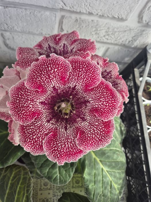 Продам глоксинии