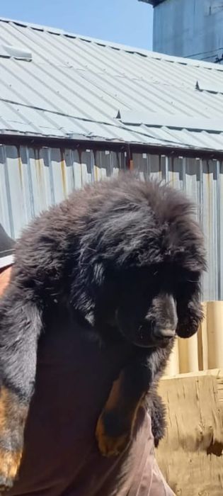 вязка тибесткий мастиф кобель