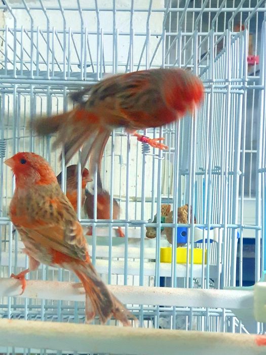 Canari ,hibrizi,indigene