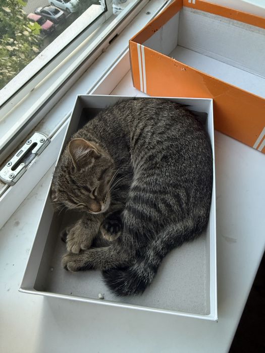 Отдам котенка в добрые руки