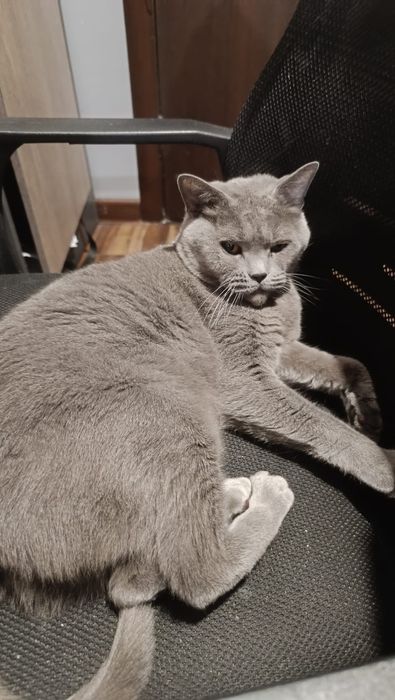 Британская короткошерстная