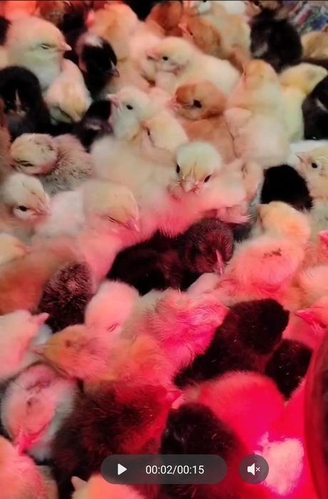 Pui de găină de țară