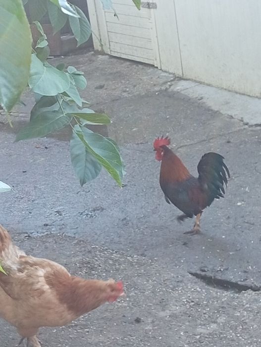 vand cocosel si gaina de rasa+ pui
