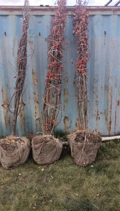 Продам Хвойные и лиственные