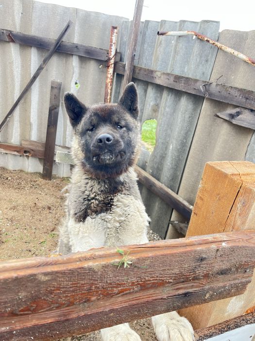 Амерканский акита