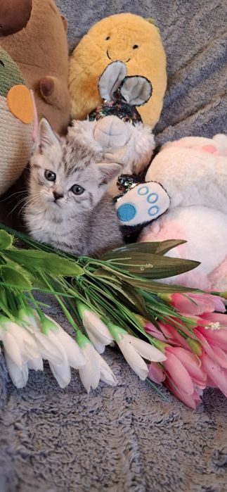 Котята в наличии
