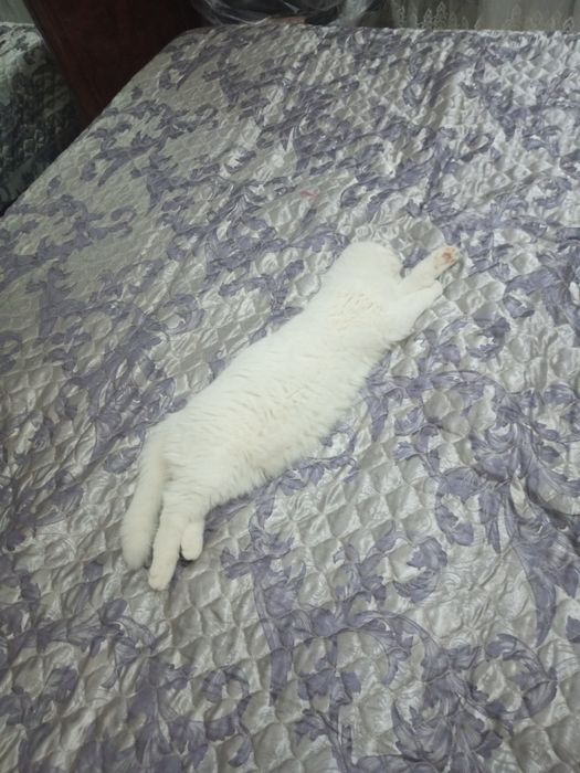 Продается кошка скотиш фолд 1.5 года.