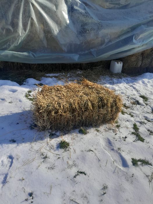 Baloți de ovăz și șiră de trifoi amestec,baloții trifoi