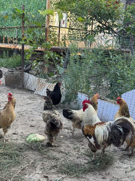 Продам молодых кур-несушек