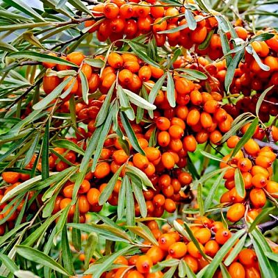 Облепиха саженец