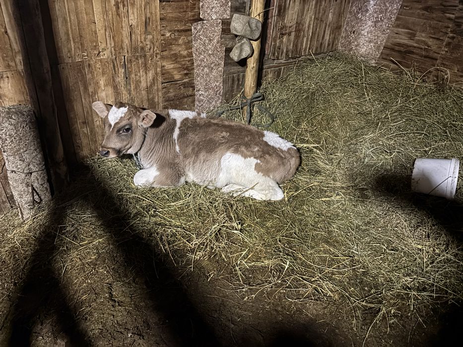 Продам корову с бычком первый отел