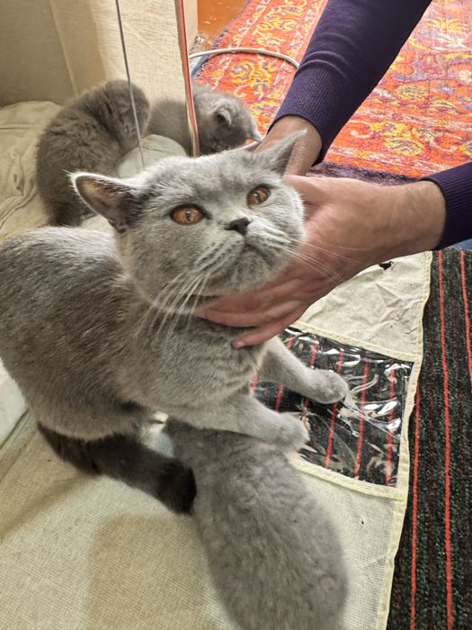 Продается скоттиш Фолд