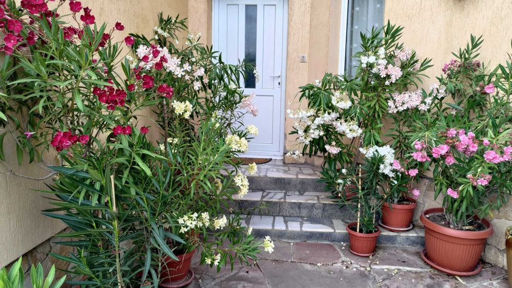 Олеандър/Зокум/Лян/Nerium Oleander : 65-75 см височина-ПРОМОЦИЯ