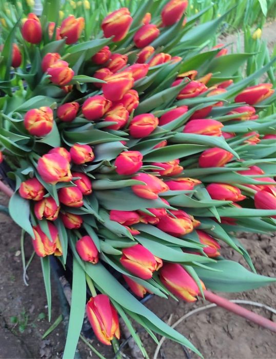 Цветы , букеты , тюльпаны